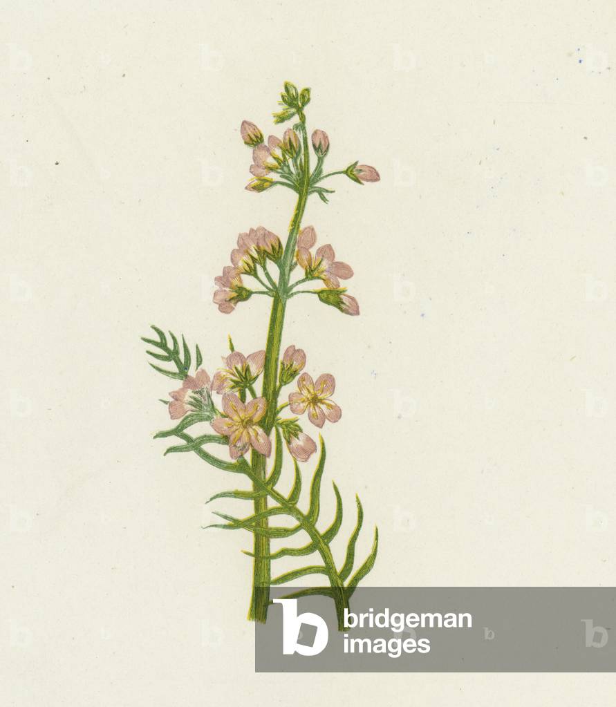 Water Violet, Hottonia Palustris (colour litho)