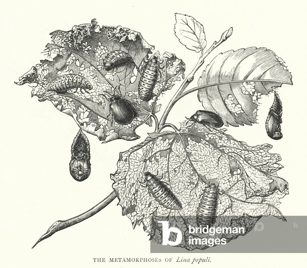The Metamorphoses of Lina populi (engraving)