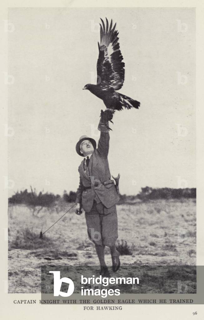 Captain Knight with the golden eagle which he trained for hawking (b/w photo)