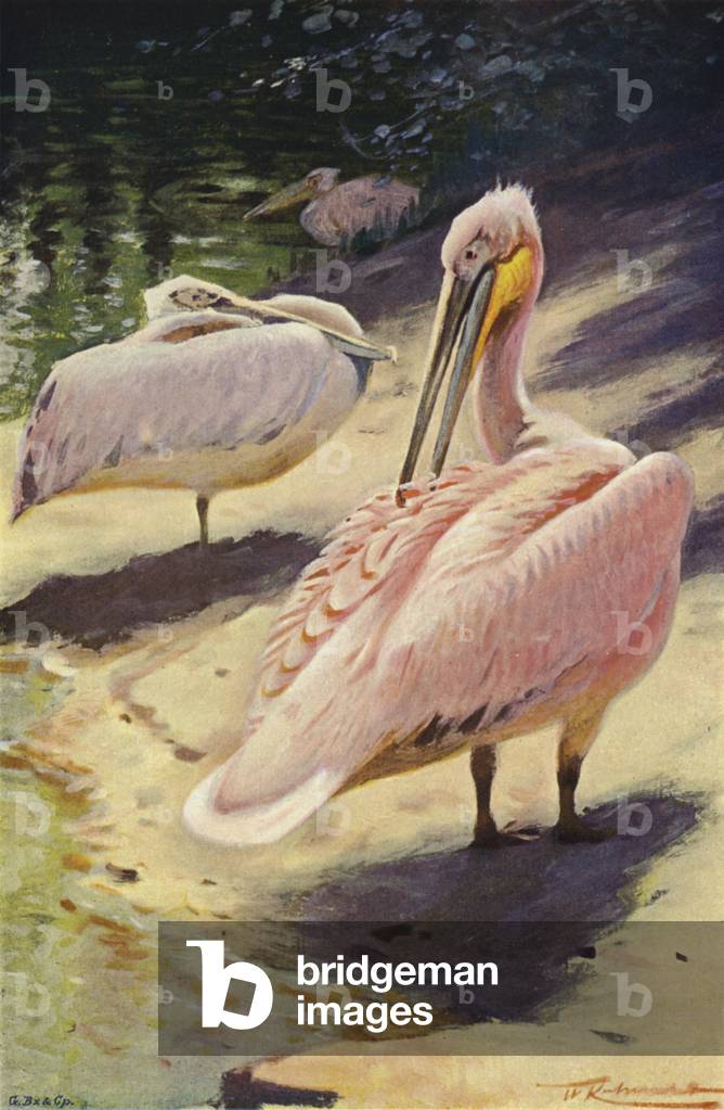 Pelican (colour litho)