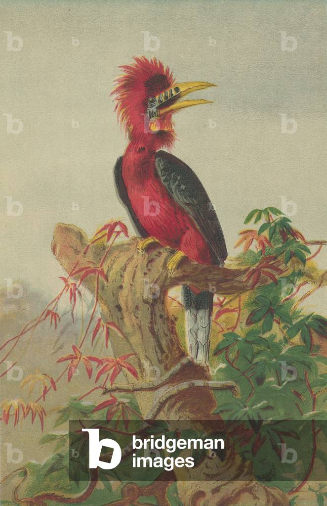 Rufous-necked hornbill (Buceros nipalensis) (colour litho)