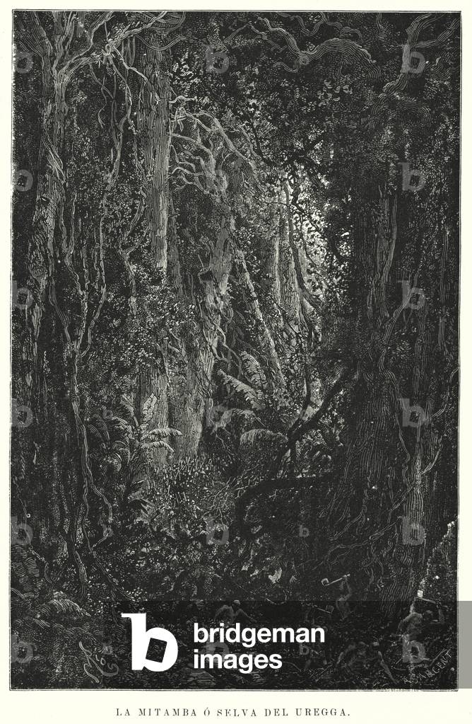 Mitamba, forest in the Congo (litho)