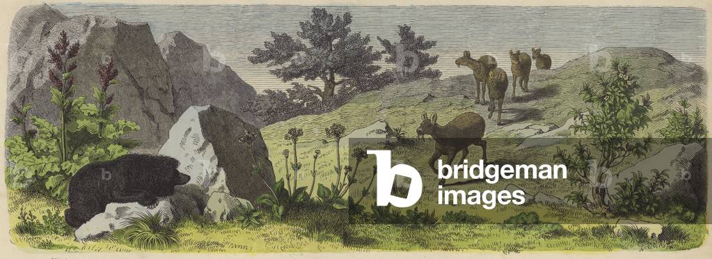 Plants and animals of the mountains of Asia (coloured engraving)