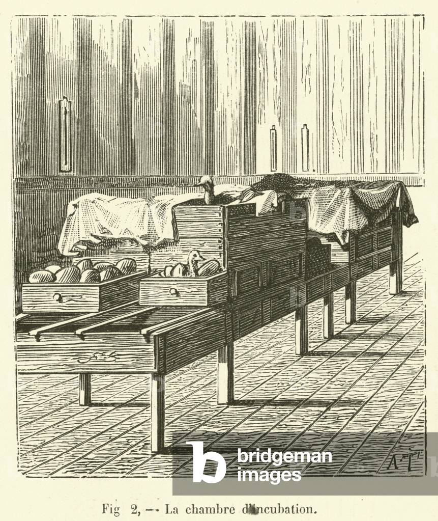 La chambre d'incubation (engraving)