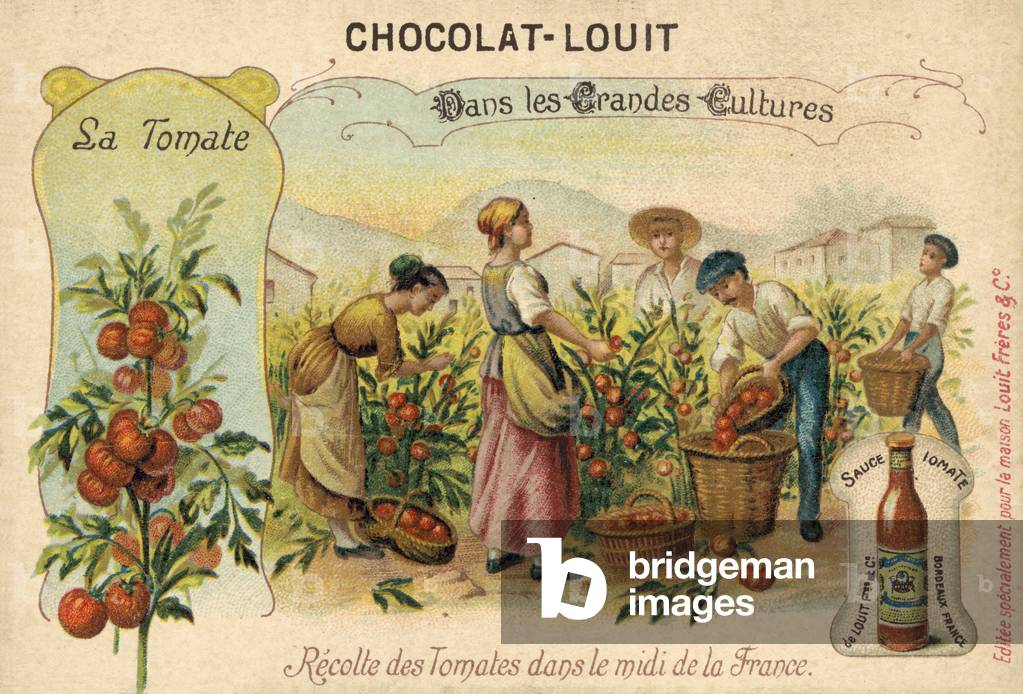 Harvesting tomatoes in the South of France (chromolitho)