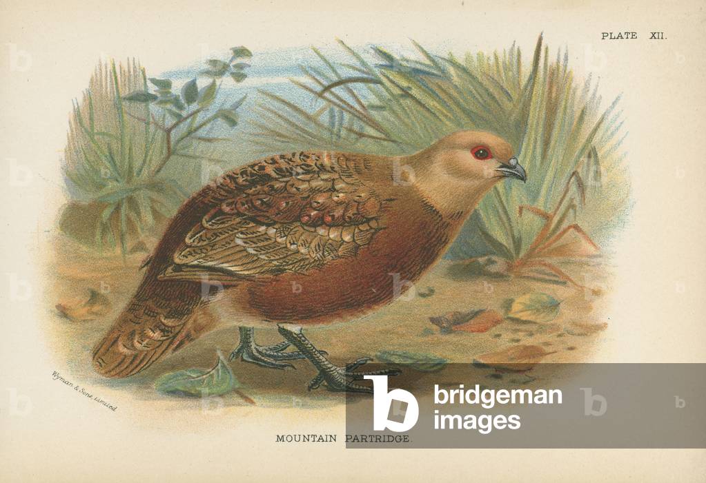 Mountain Partridge