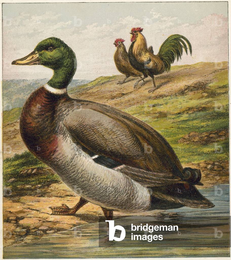 Duck