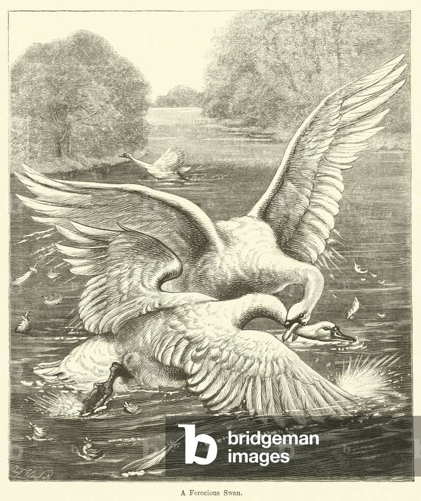 A Ferocious Swan (engraving)
