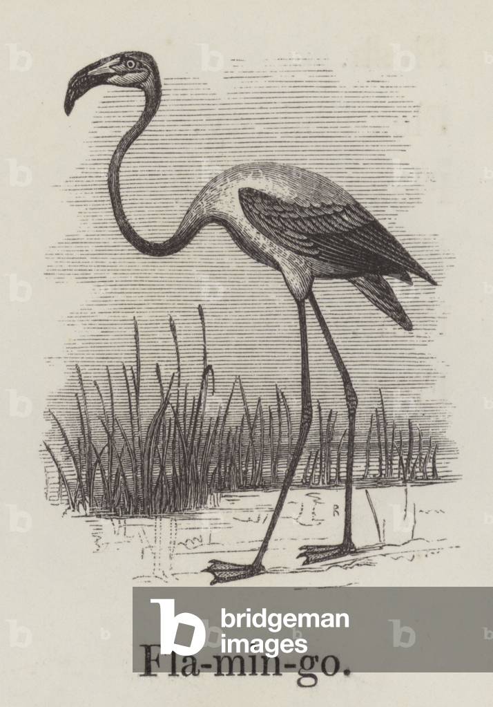 Flamingo (engraving)