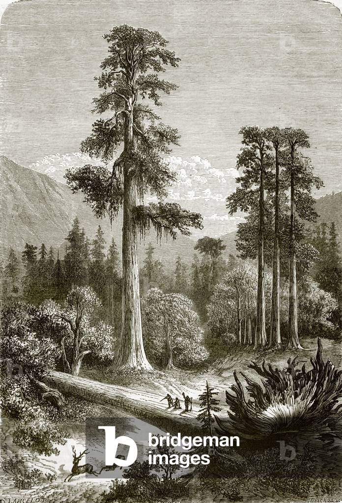 The great pine trees of Sonora