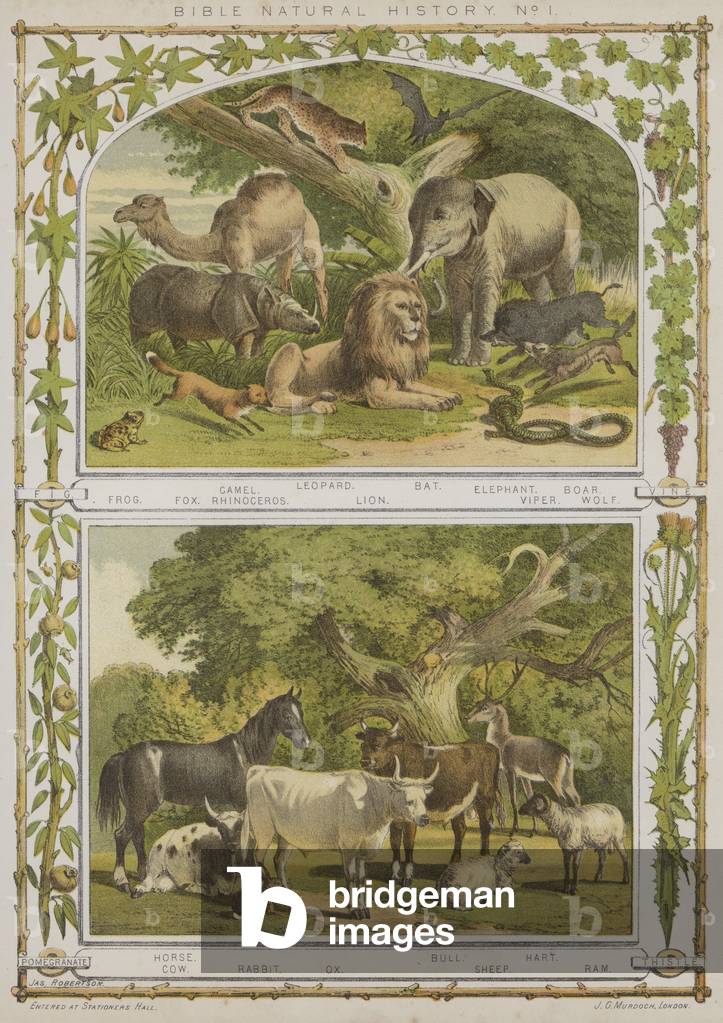Bible Natual History, No. 1 (chromolitho)