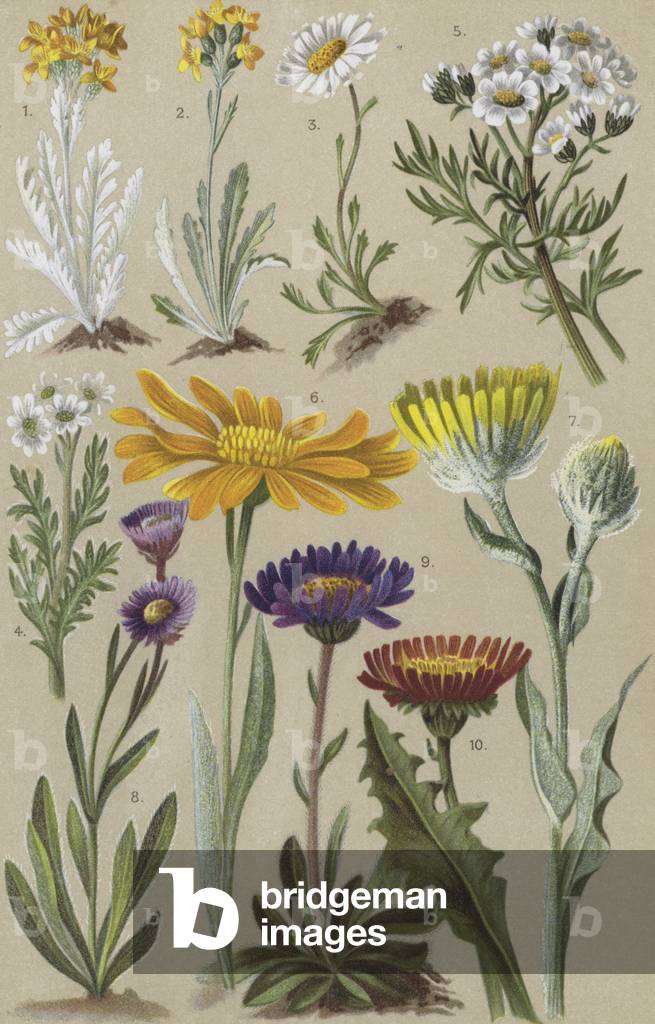 Alpine flora (chromolitho)