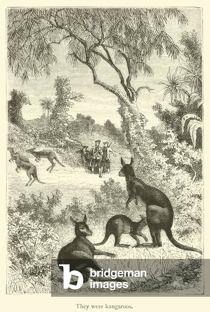 They were kangaroos (engraving)