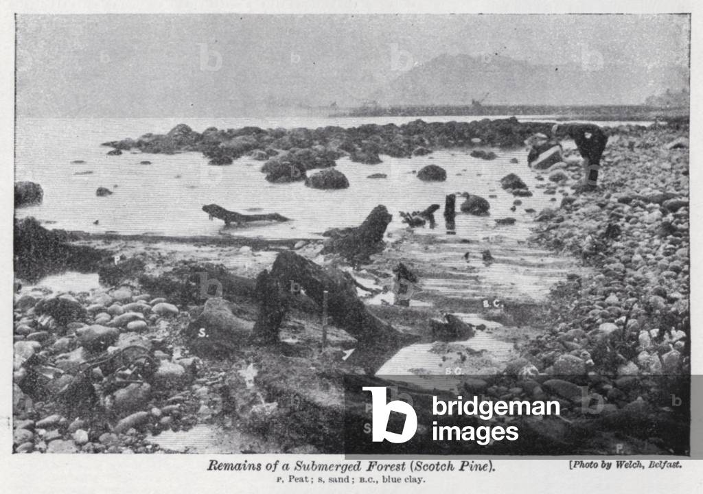 Remains of a submerged forest, Scotch Pine (b/w photo)