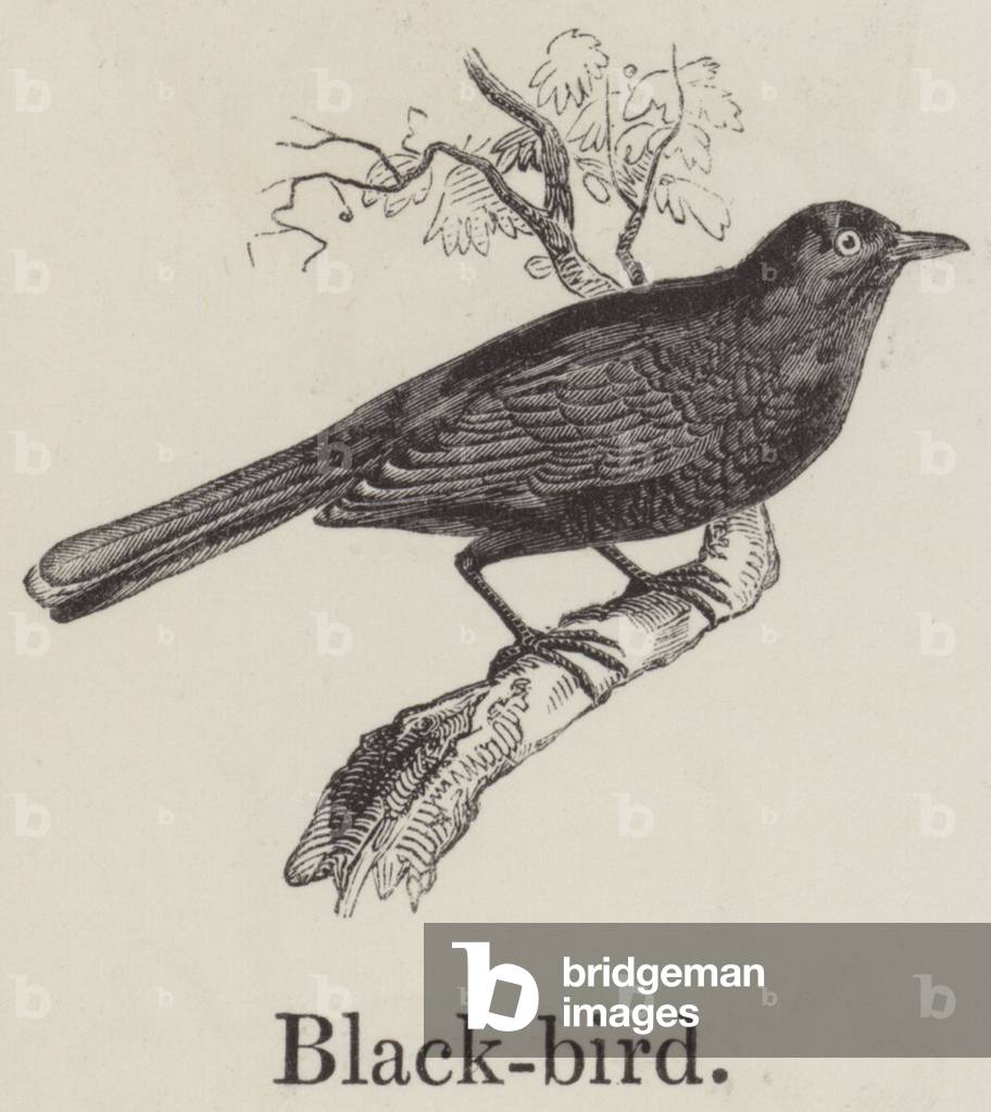 Blackbird (engraving)