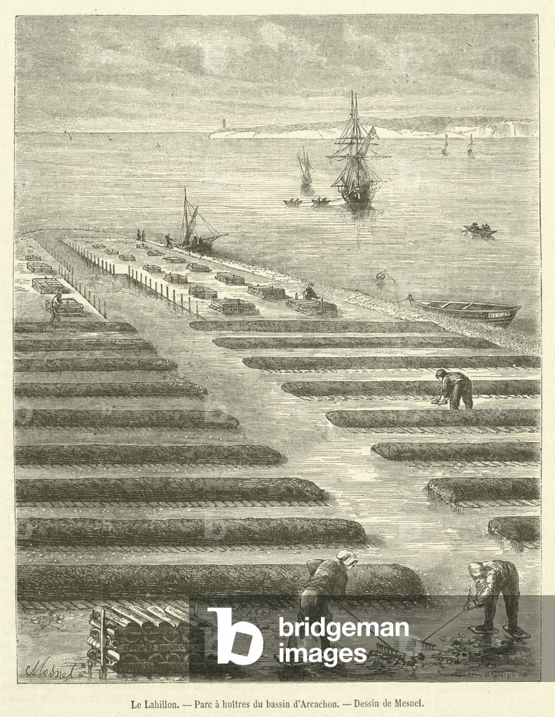 Le Lahillon, Parc a huitres du bassin d'Arcachon (engraving)