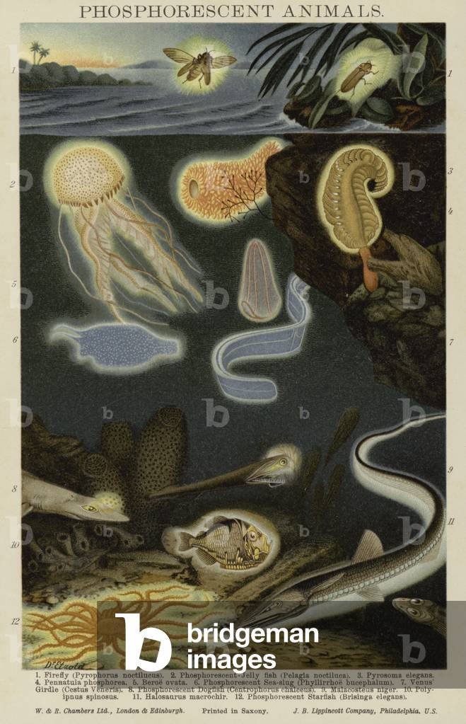 Phosphorescent animals (colour litho)