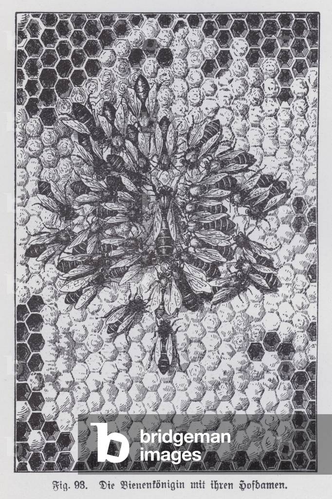Queen bee with her attendants on a honeycomb (litho)
