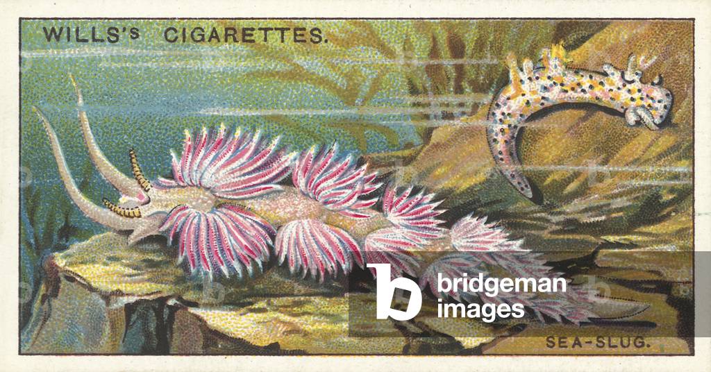 A Sea-Slug, which changes colour as its food varies (chromolitho)