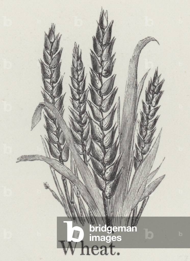 Wheat (engraving)