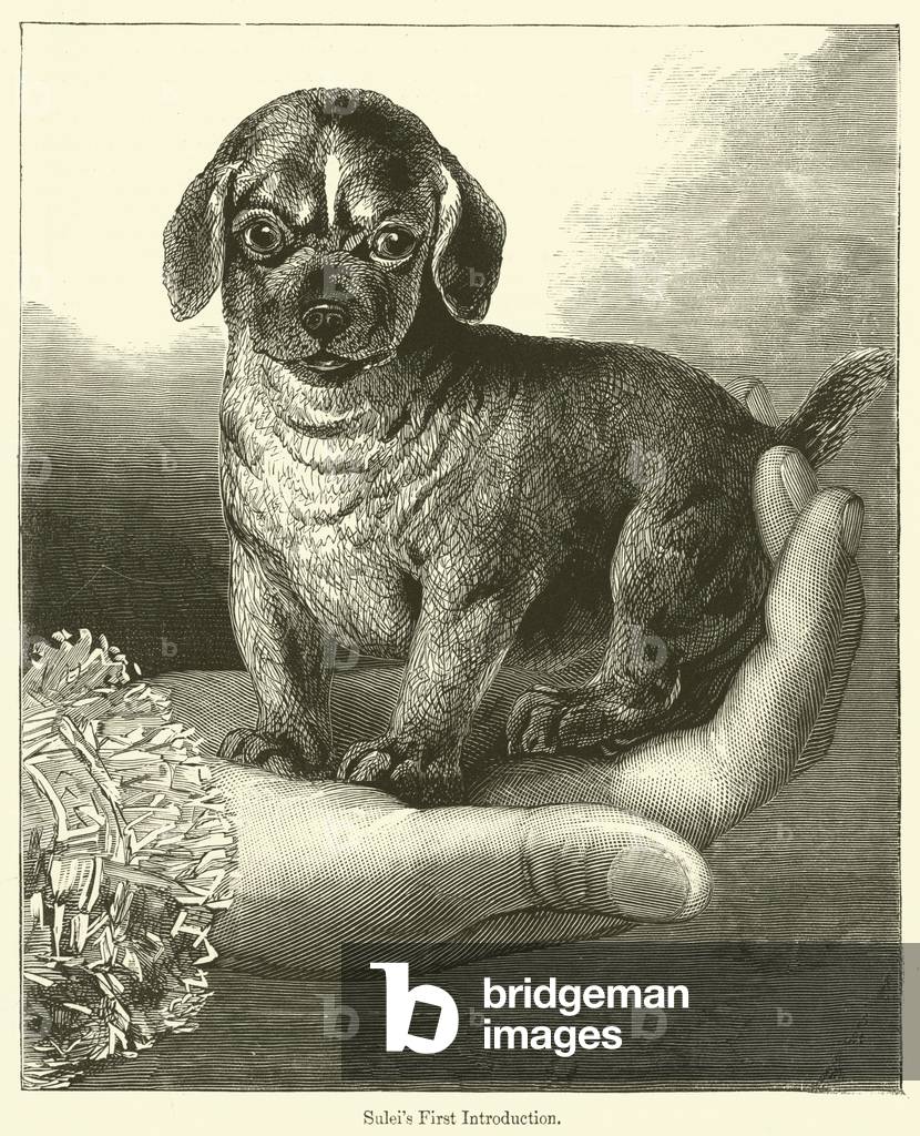 Sulei's First Introduction (engraving)