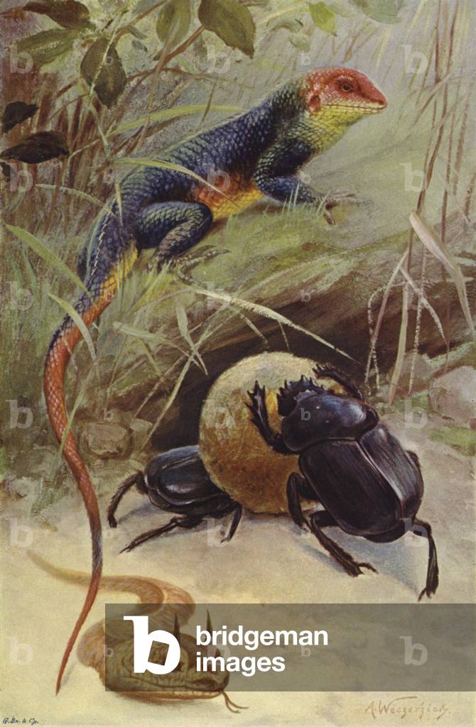 Agama, Horned Viper and Sacred Beetle (colour litho)