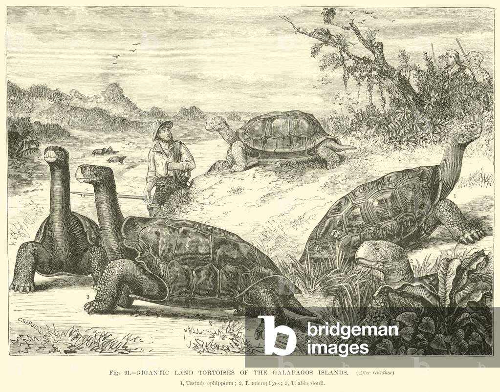 Gigantic Land Tortoises of the Galapagos Islands (engraving)