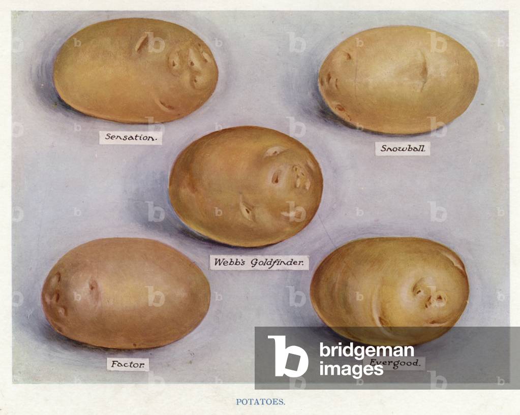 Vegetable Grower's Guide: Potatoes (colour litho)