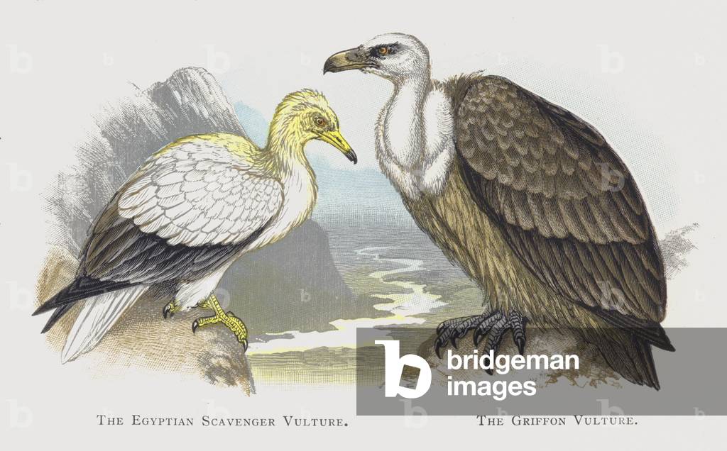 The Egyptian Scavenger Vulture, The Griffon Vulture (chromolitho)