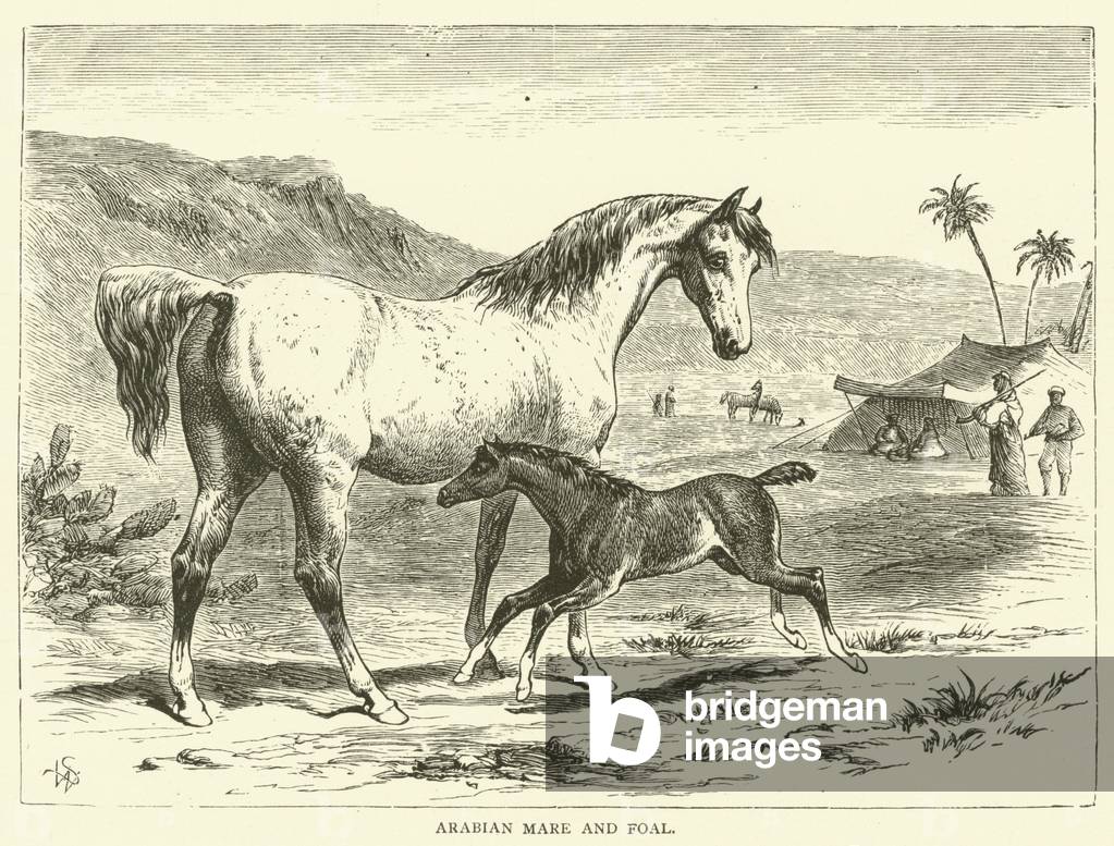 Arabian mare and foal (engraving)