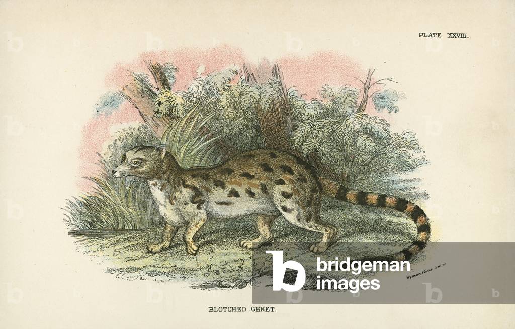 Blotched Genet
