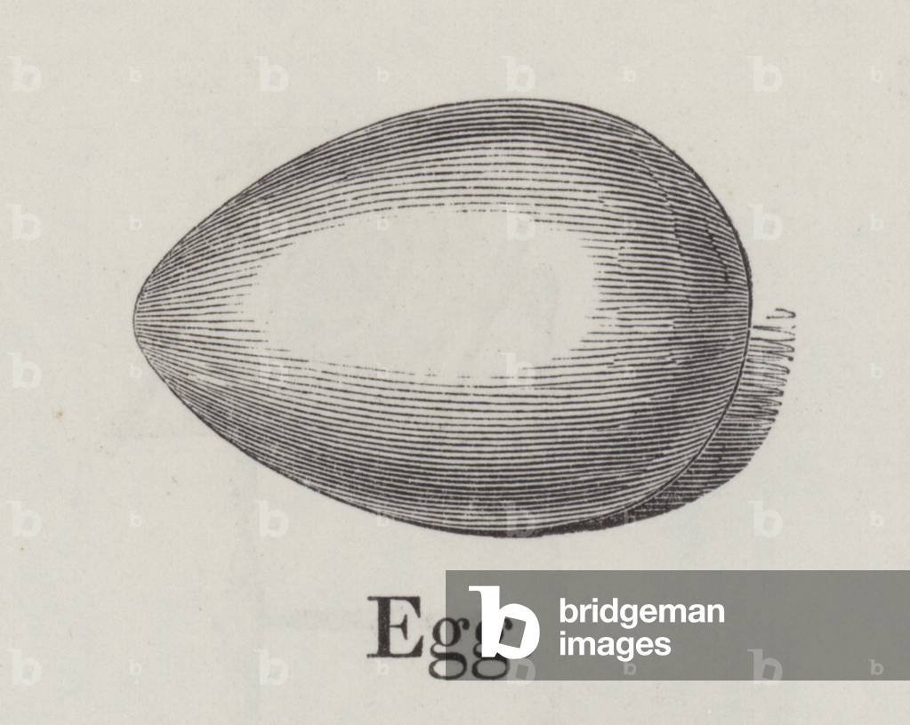 Egg (engraving)