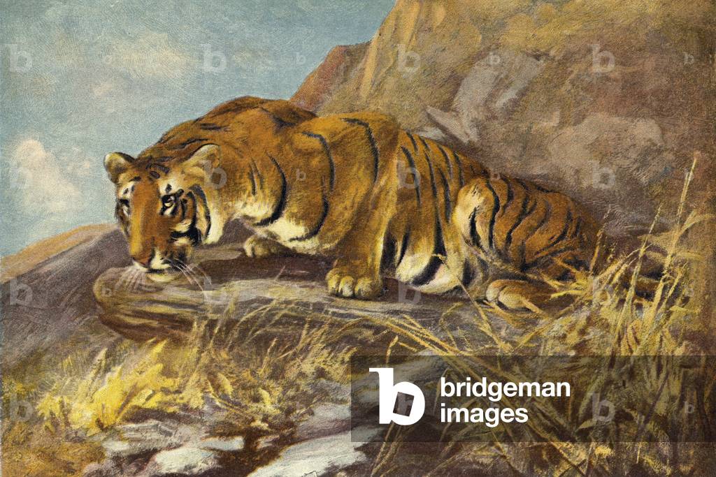 Watching for his next meal (colour litho)
