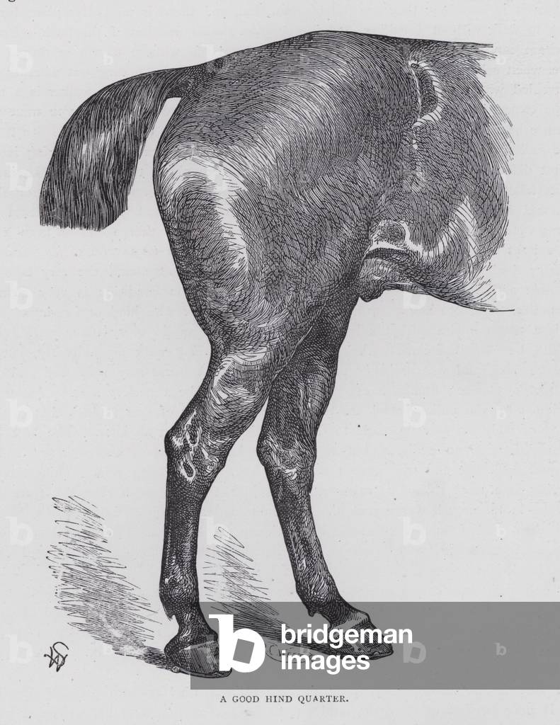 A Good Hind Quarter (engraving)