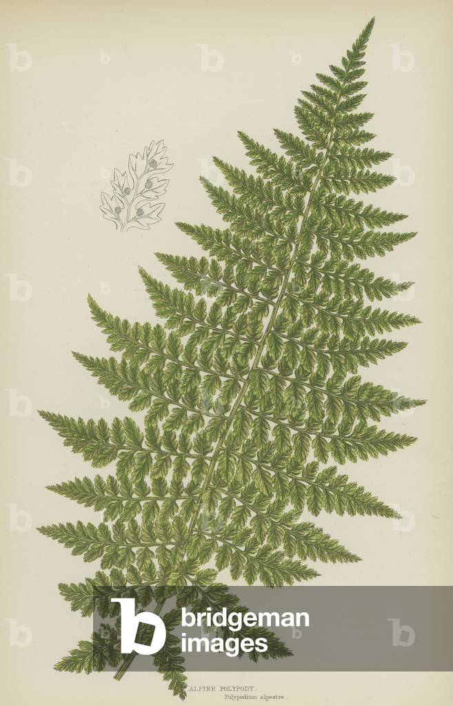 Alpine Polypody (colour litho)