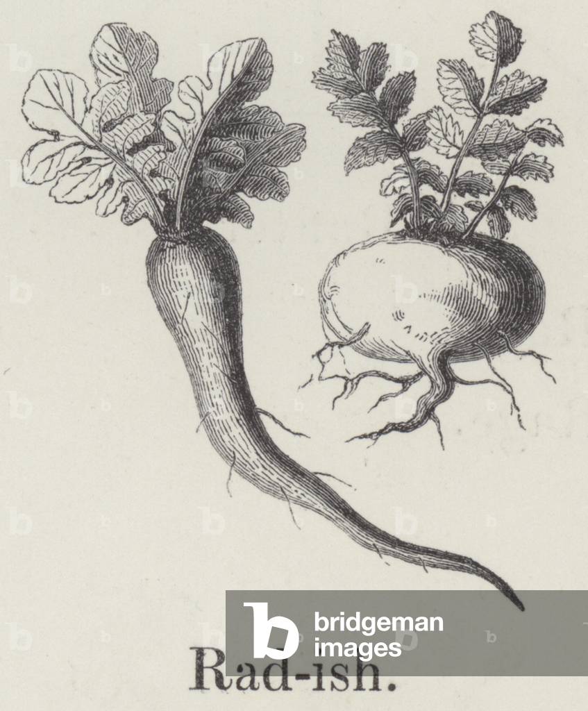 Radish (engraving)