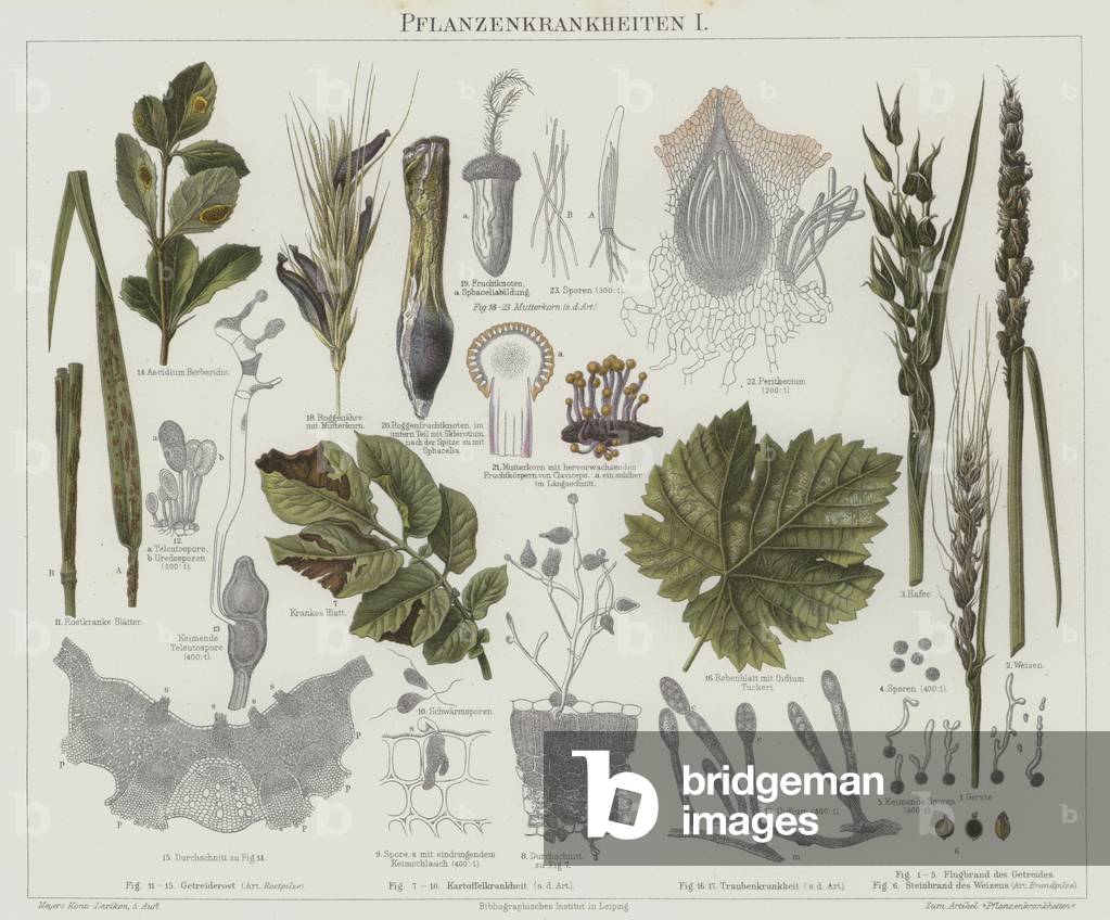 Plant diseases (colour litho)