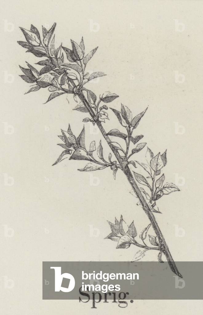 Sprig (engraving)