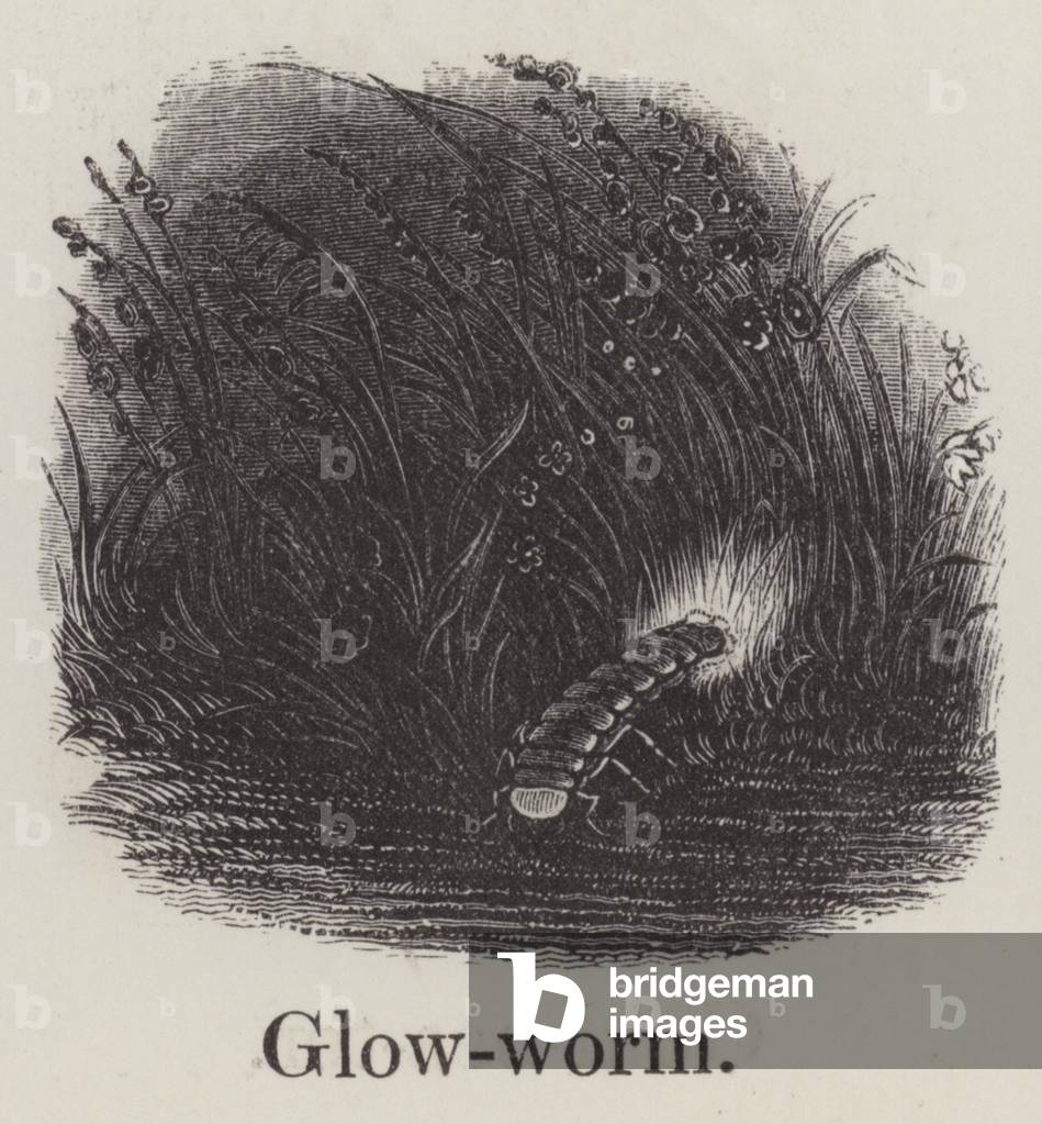 Glowworm (engraving)
