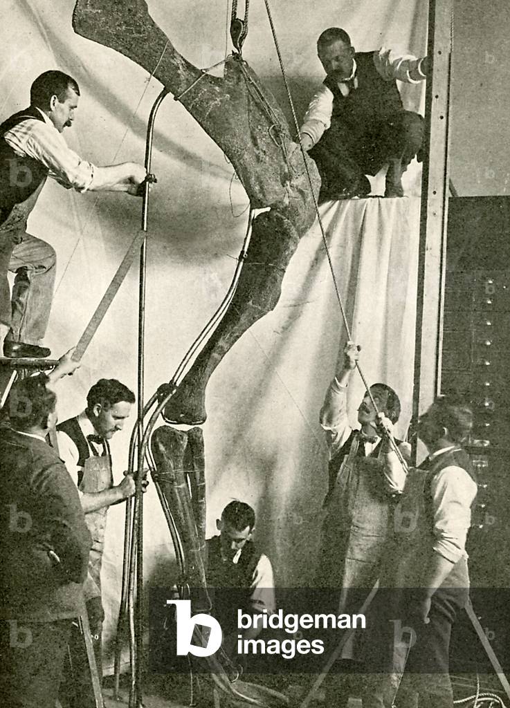 Mounting the bones of a dinosaur (b/w photo)
