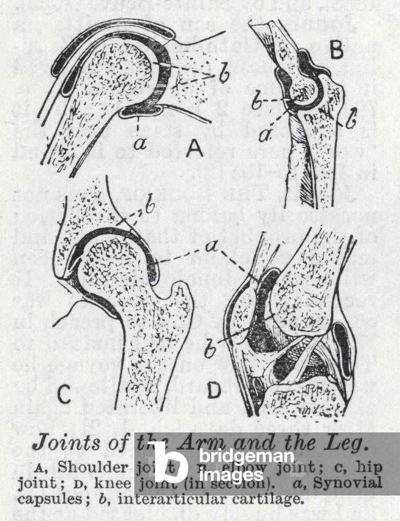 Joints of arm and the leg (litho)