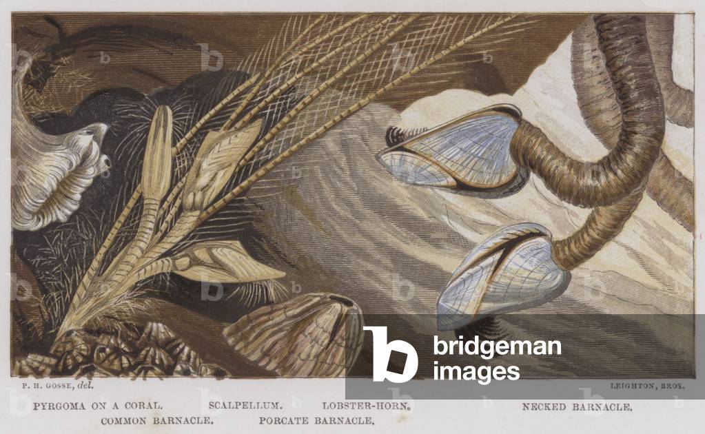 Pyrgoma on a Coral, Scalpellum, Lobster-Horn, Necked Barnacle, Common Barnacle, Porcate Barnacle (colour litho)