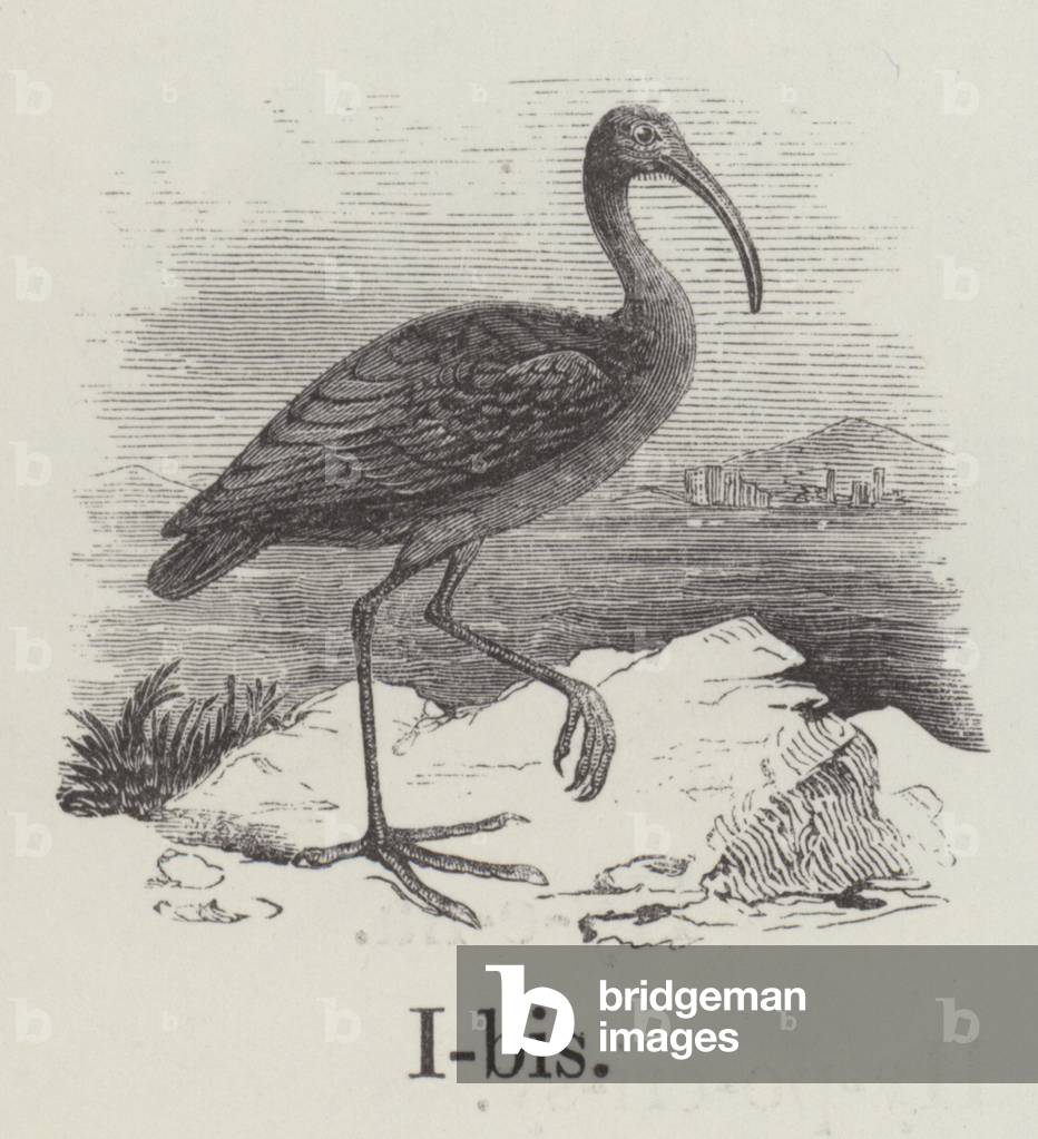 Ibis (engraving)