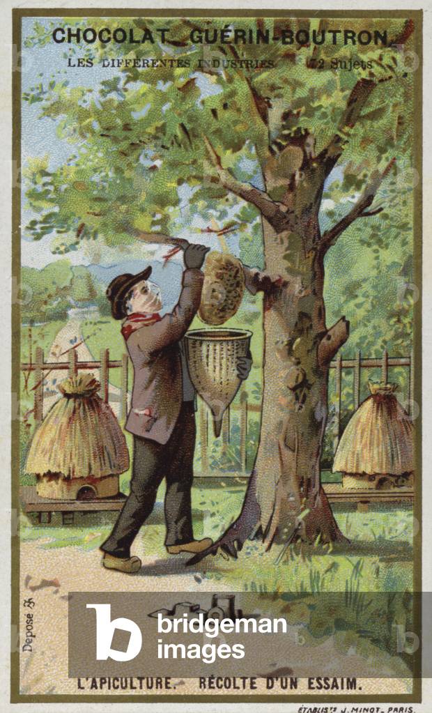 Beekeeping. Harvest of a swarm (chromolitho)