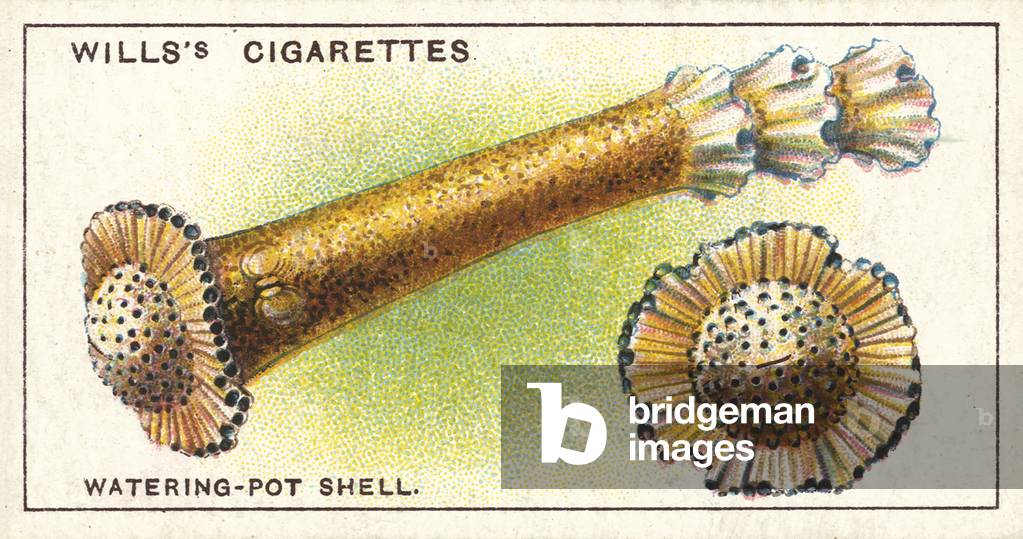 The Watering-pot Shell, not a true shell, but an after-growth (chromolitho)