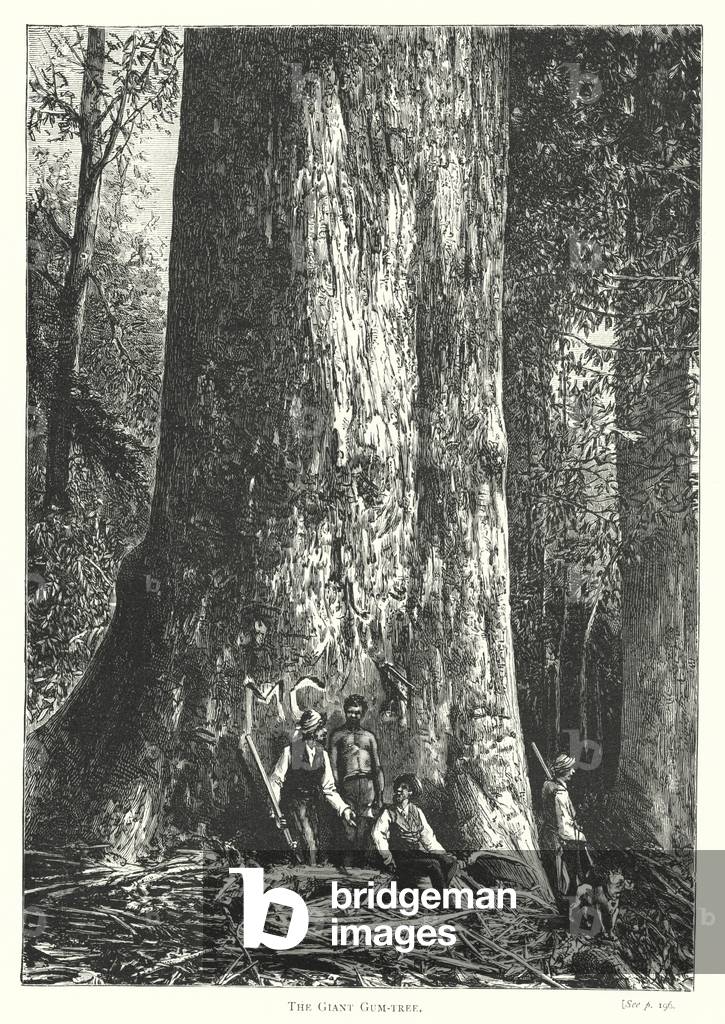 Australia: The Giant Gum-tree (engraving)
