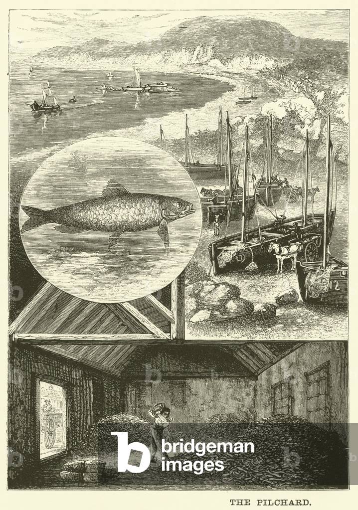 The Pilchard (engraving)