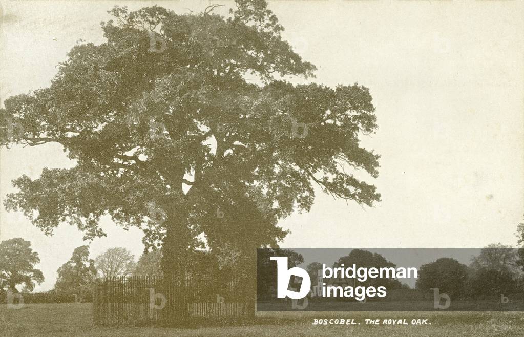 The Royal Oak, Boscobel (b/w photo)