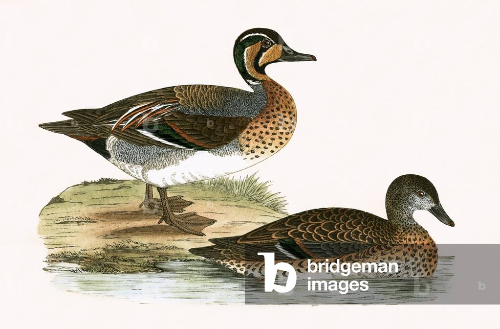 Chiocciolo Teal, illustrazione da 'Una storia degli uccelli di Europa non osservata nelle isole britanniche 'd