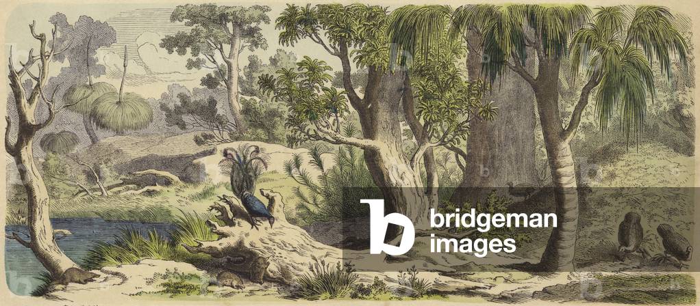 Forest in New Holland (Australia) (coloured engraving)